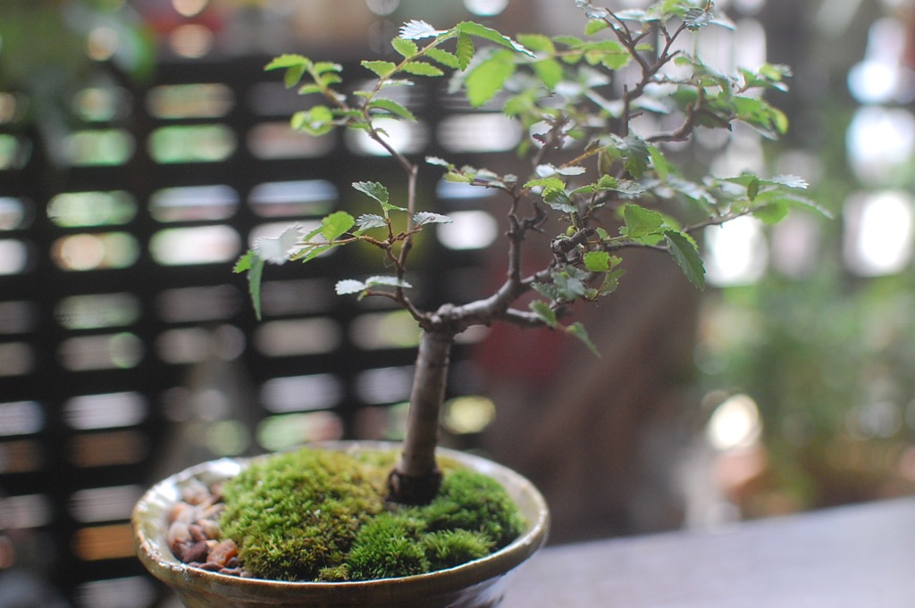大阪で盆栽や 石木花 のような苔玉を探す初心者ならniwa Qに行ってみよう そして初めての盆栽を買ったよ ウチログ
