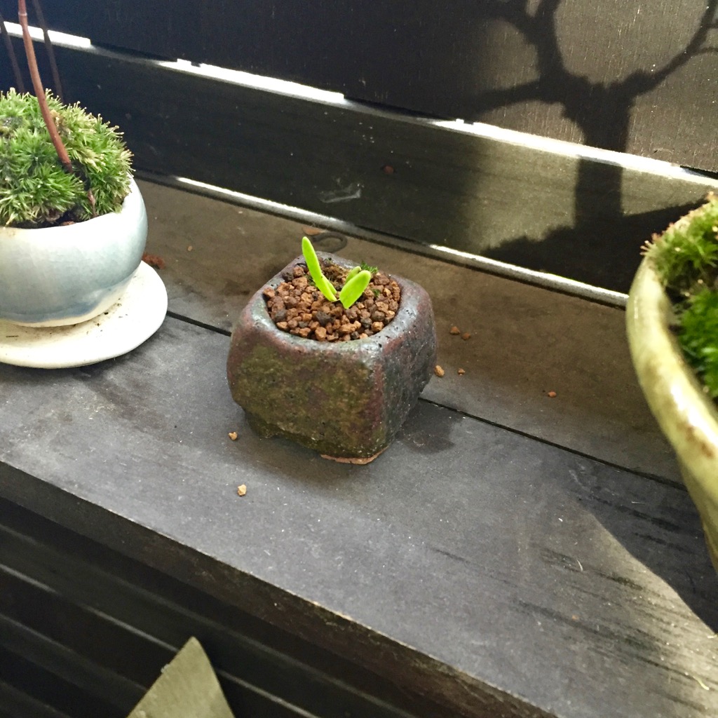 ミニ盆栽をはじめて自作 四天王寺 骨董市で盆栽用ミニ鉢をゲット ウチログ