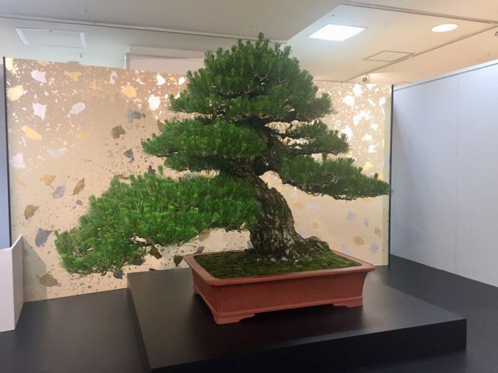 1億円の盆栽「雲龍」ほか必見の名品盆栽が集結したBONSAIフェスティバルに行ってきた | ウチログ★